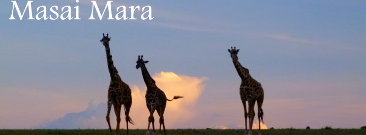 budget backpacking on safari in the Masai Mara Kenya