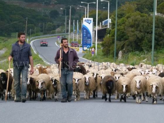 sheep herding greece