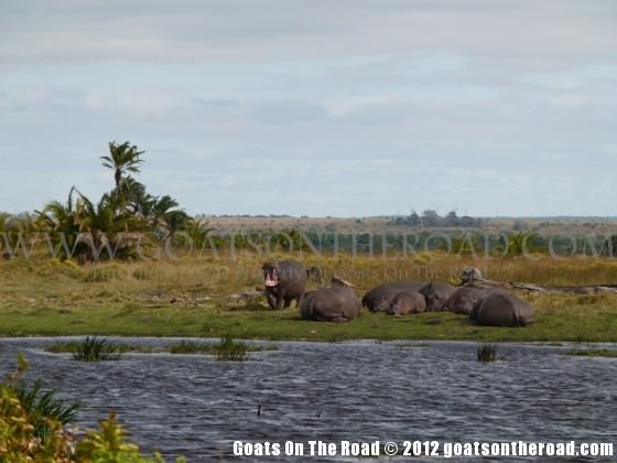 safari in south africa 