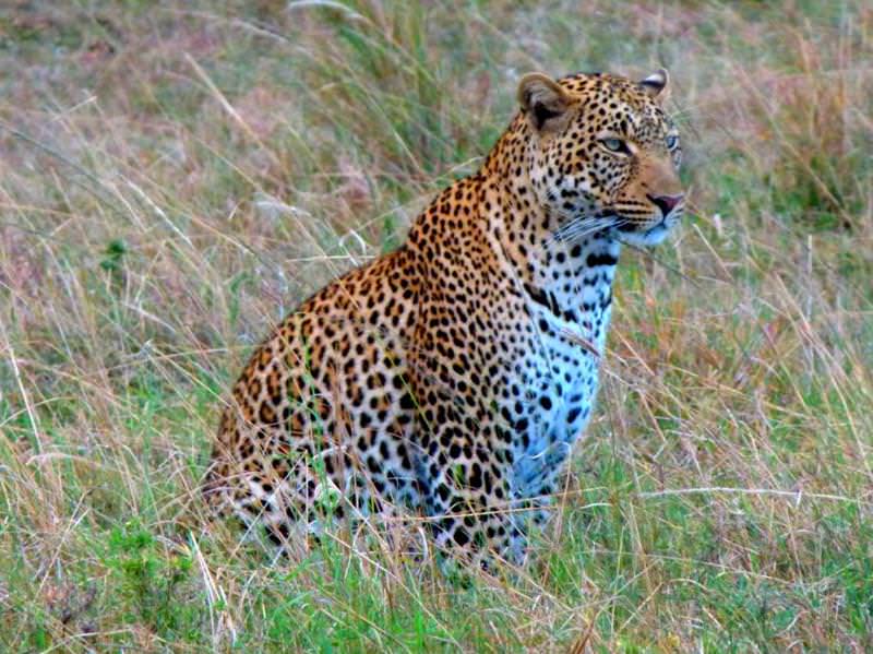safari in africa