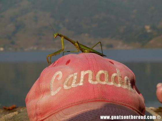 budget backpacker, travel pokhara, nepal 