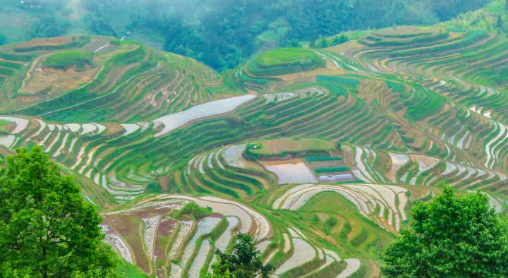 rice terraces in guilin china