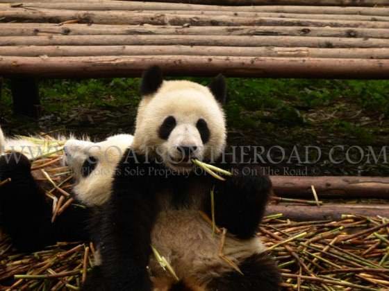 panda eating bamboo