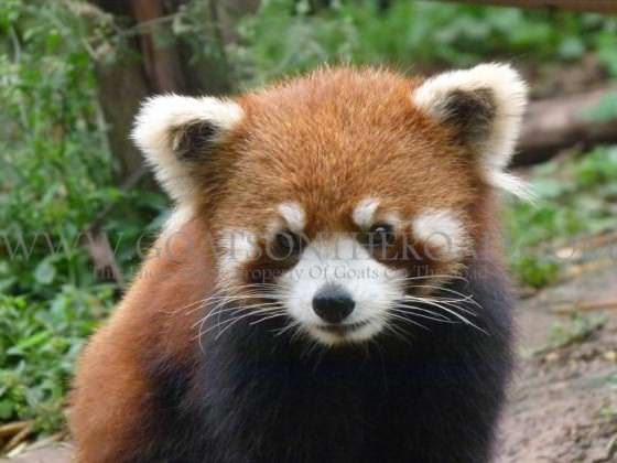 a red panda