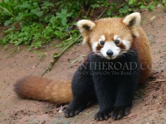 red panda