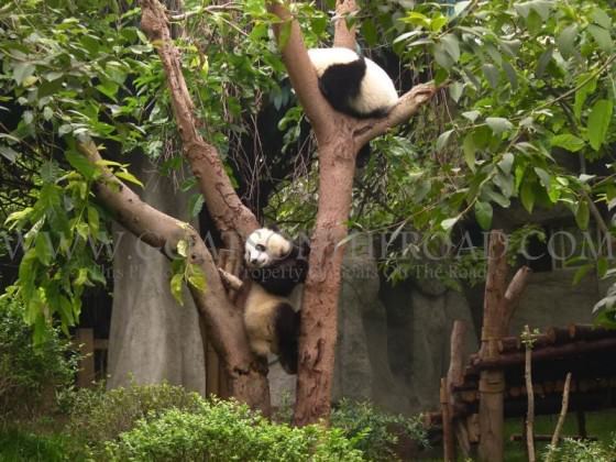 panda in a tree, china 