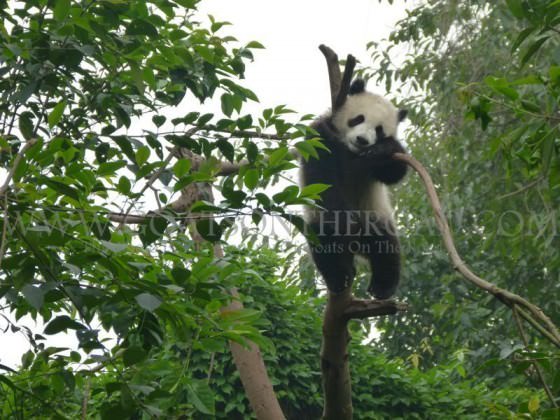 panda in a tree