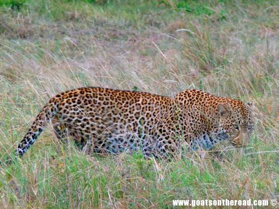 Leopard Masai Mara masai mara for budget backpackers