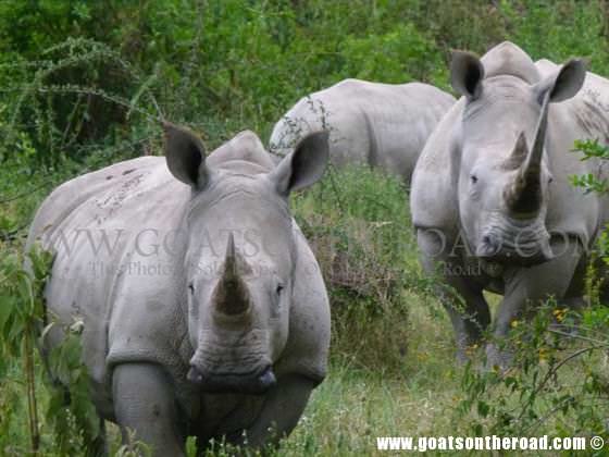 Rhino Masai Mara masai mara for budget backpackers