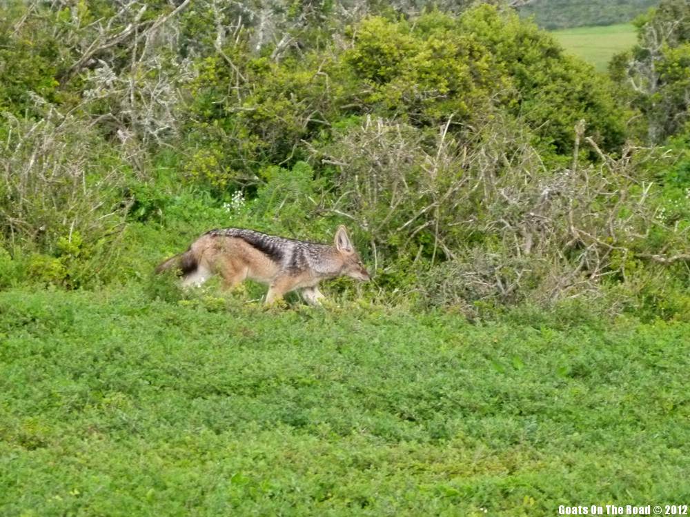A Clever Fox A Clever Fox