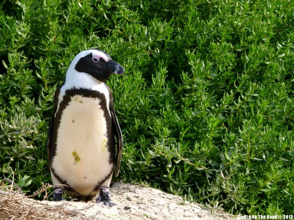 A Solo Penguin A Solo Penguin