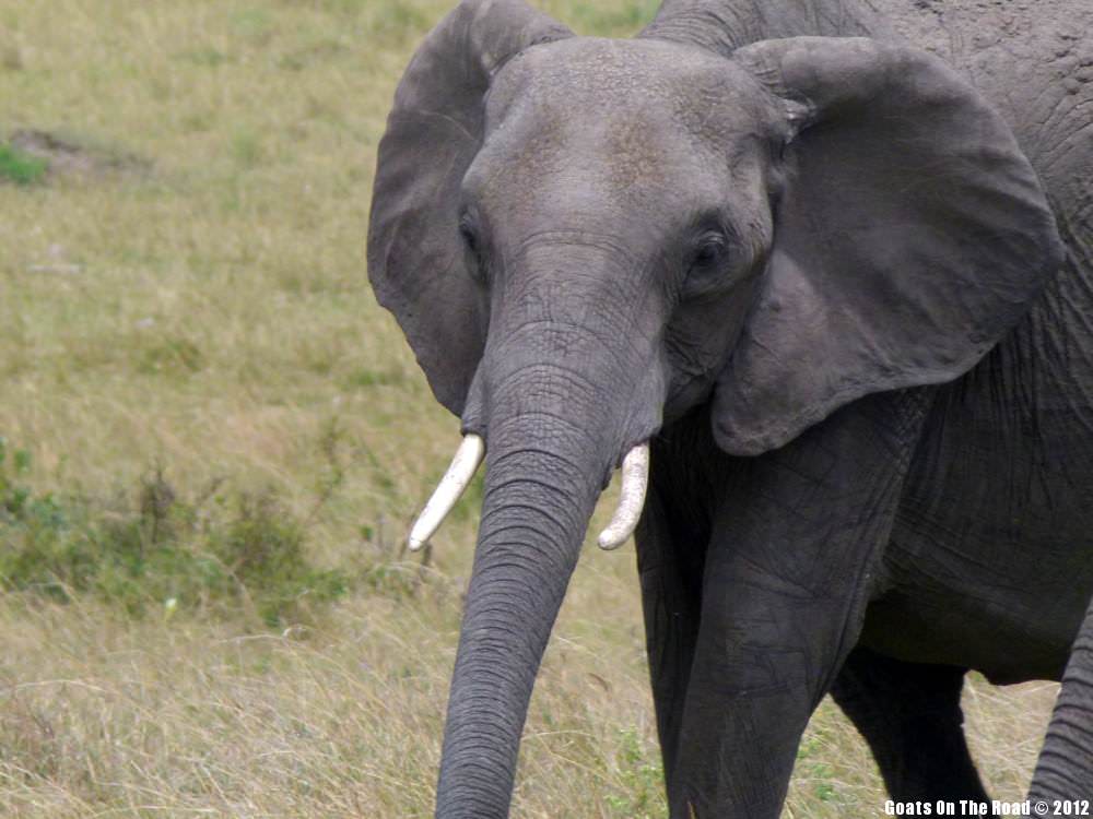 A Young Elephant A Young Elephant