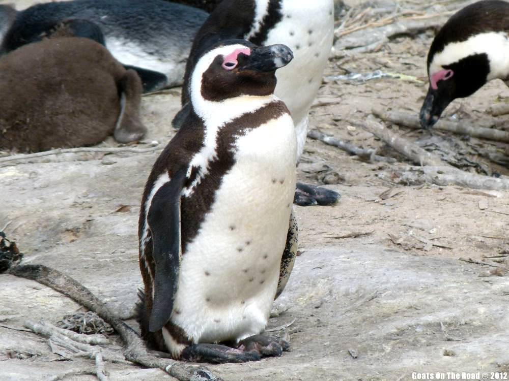 Chillin' Penguin Chillin' Penguin