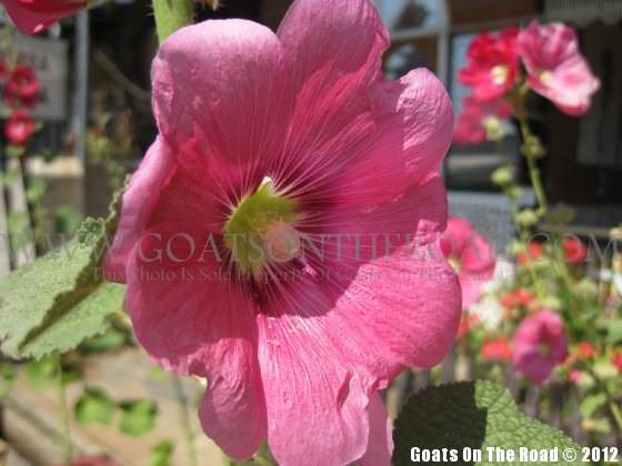 Flower Power Myanmar For Budget Backpackers