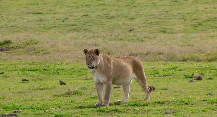 Lion's Pose