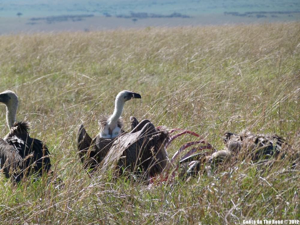 Scavengers Scavengers
