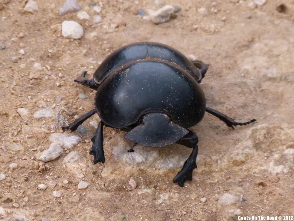 The Dung Beetle The Dung Beetle