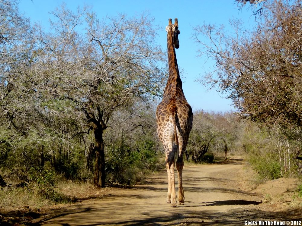 The Lost Giraffe The Lost Giraffe
