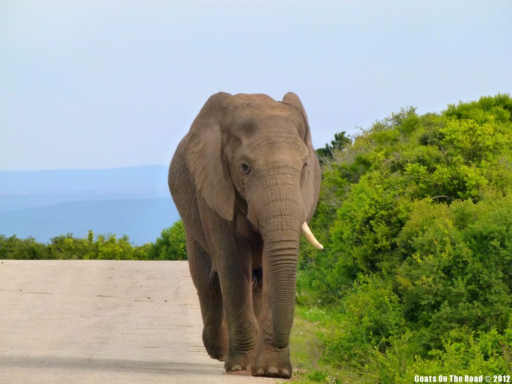 Wandering Elephant Wandering Elephant
