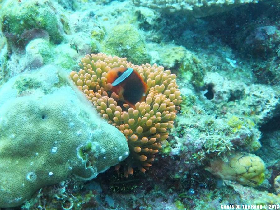  Clown Fish - El Nido, Philippines