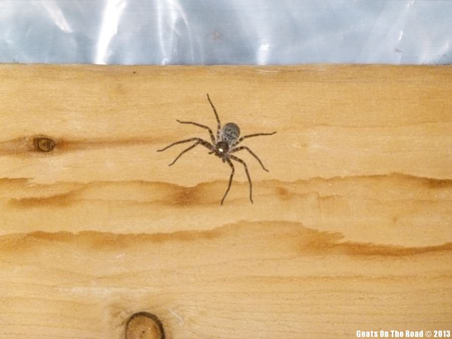 Animals Of The World Palm Sized Hut Spider - Kabak, Turkey