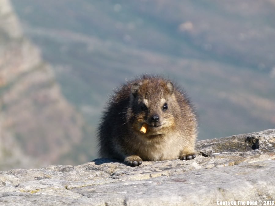 Animals of the world A Smoking Dassie - Cape Town, South Africa