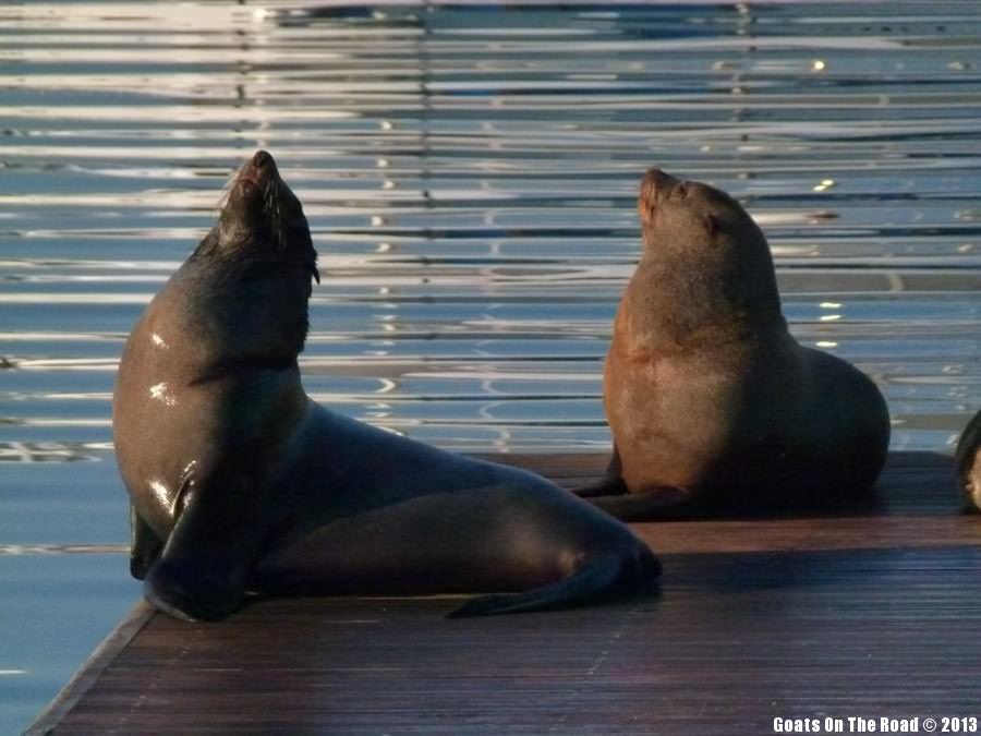 Seals - Cape Town, South Africa