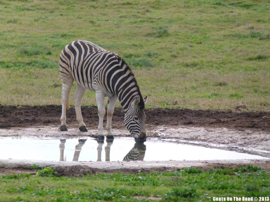 Thirsty Zebra - Addo National Park, South Africa Animals Of The World
