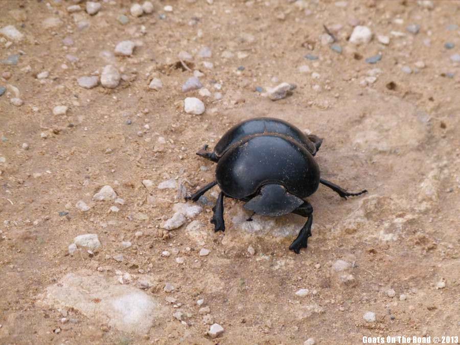 Dung Beetle - St.Lucia Estuary, South Africa