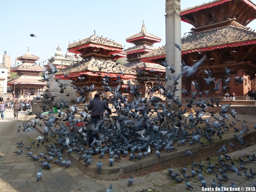 Pigeons - Kathmandu, Nepal