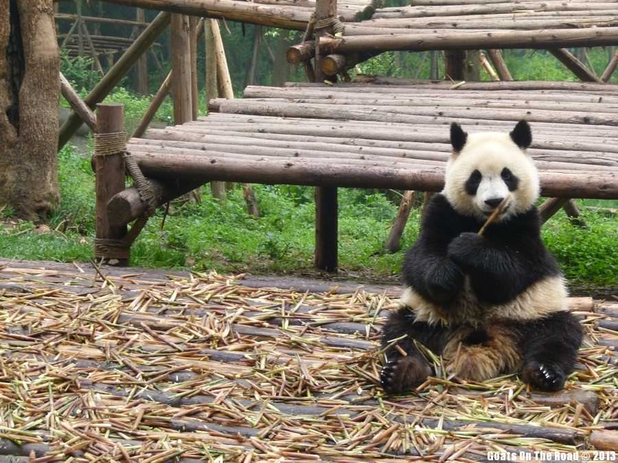 Animals of the world Lunch Time Panda - Chengdu, China