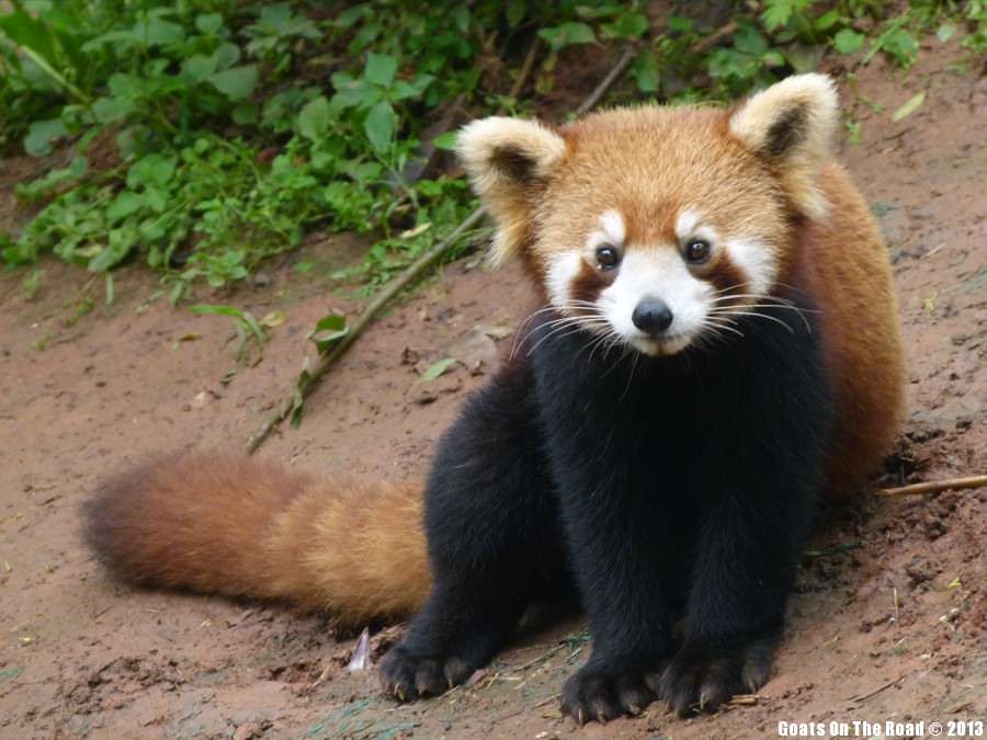 Red Panda - Chengdu, China