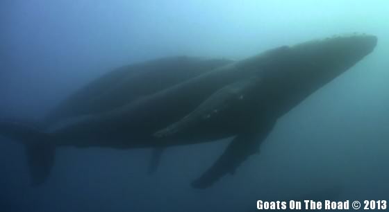 Animals Of The World Diving With Humpback Whales - Tofo, Mozambique