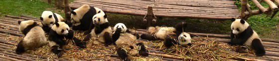 Adorable Pandas Near Chengdu Travelling China On A Budget