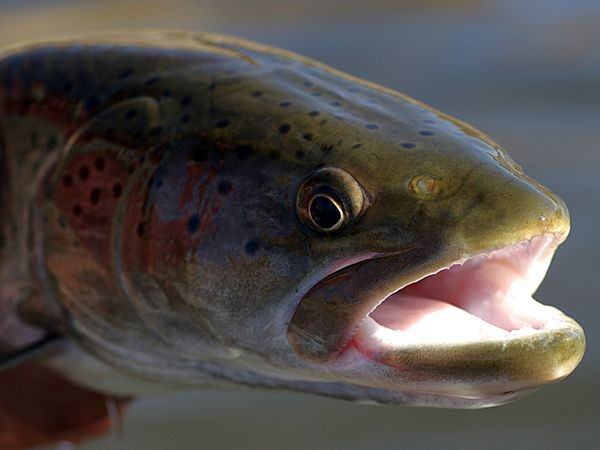 These fish, found in Mongolia & Russia, can reach 200 lbs!