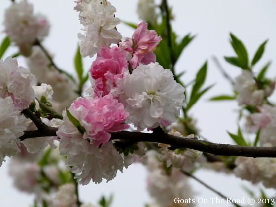 flowers in hangzhou