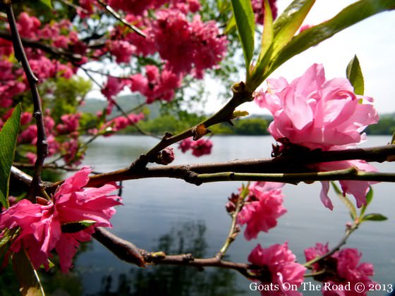 spring time in china