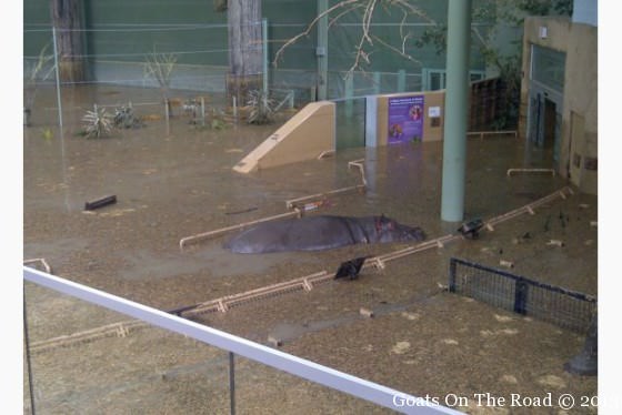 This Hippo Nearly Escaped Into A Flooded River That Leads To Downtown Calgary