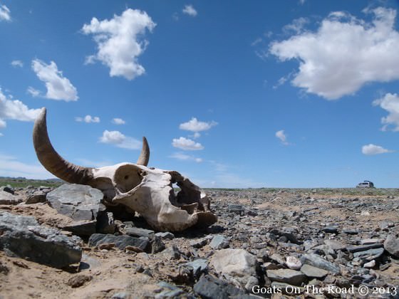gobi desert skull
