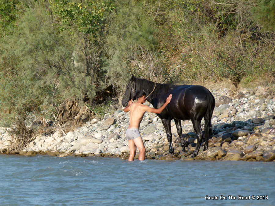 washing a horse