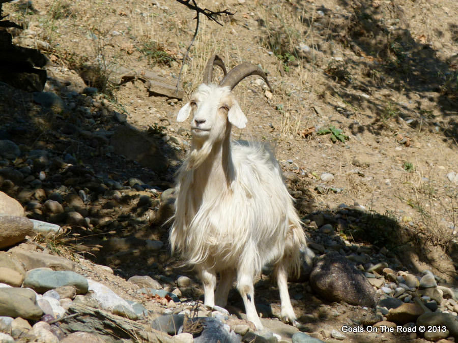 goat