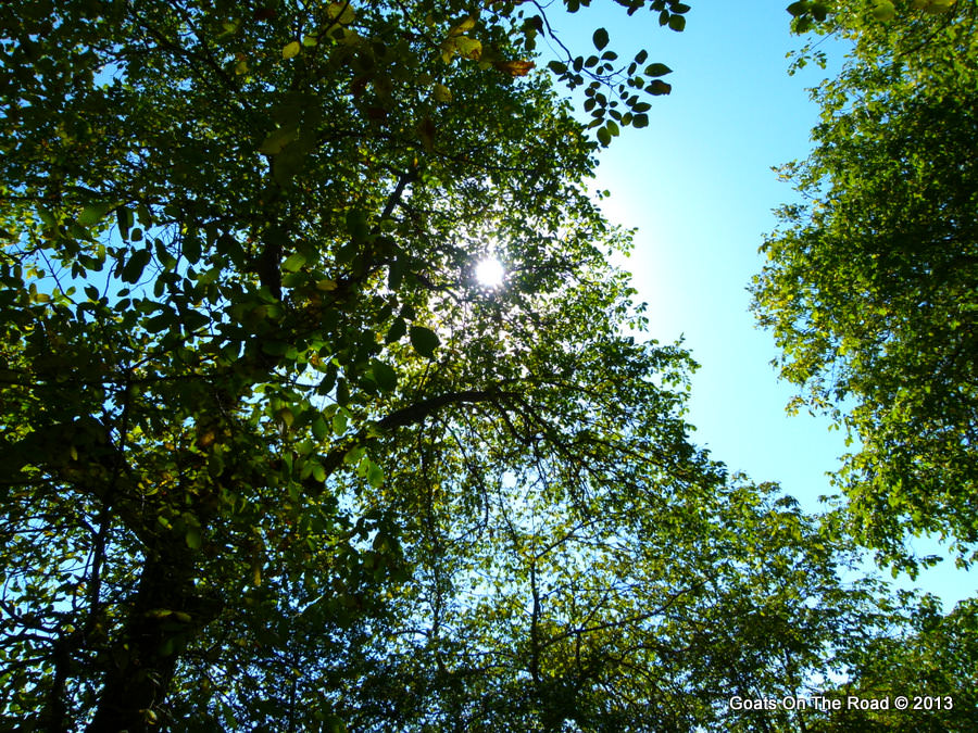 walnut grove