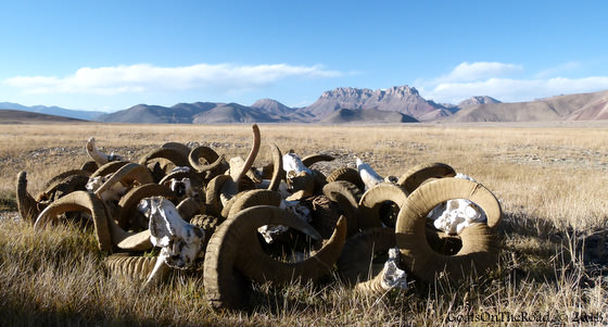 sheep horns pamir