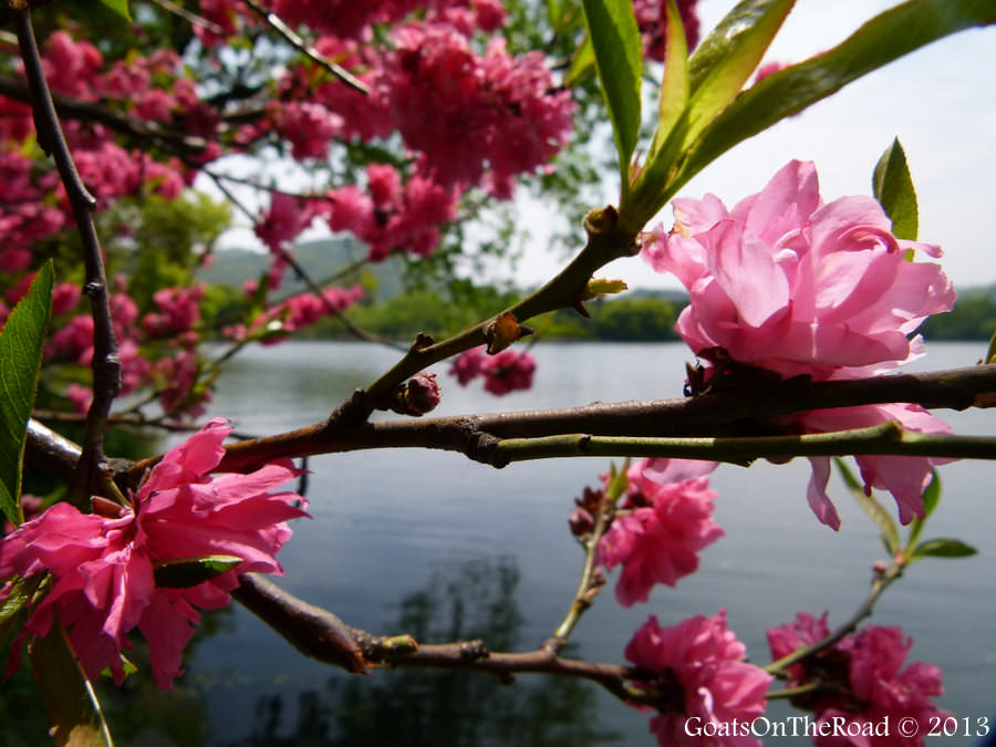 spring blossoms china