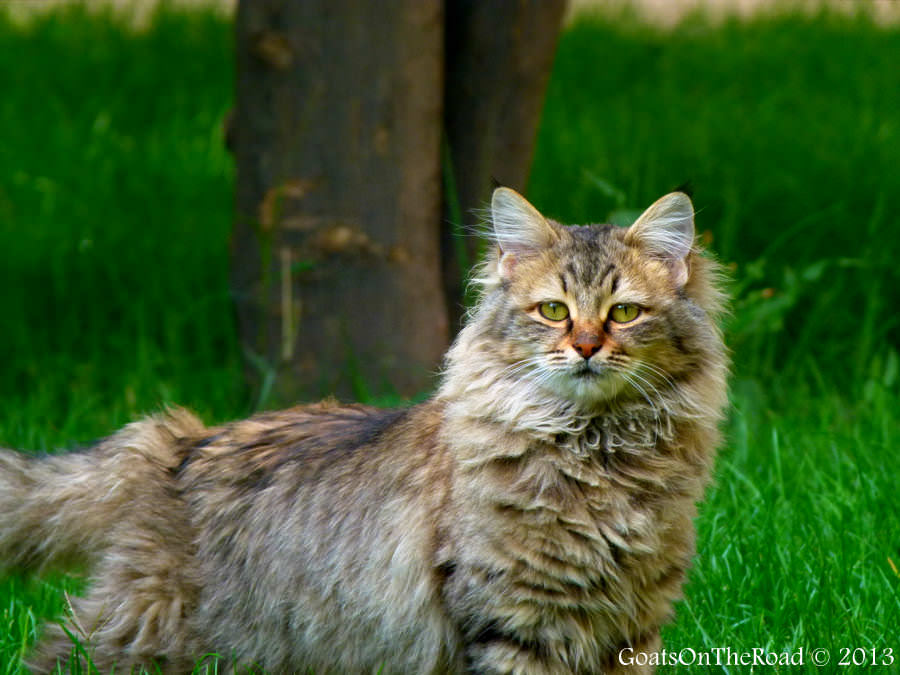 persian cat