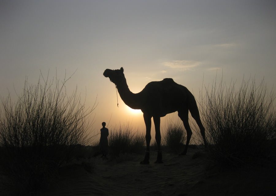 camel safari india