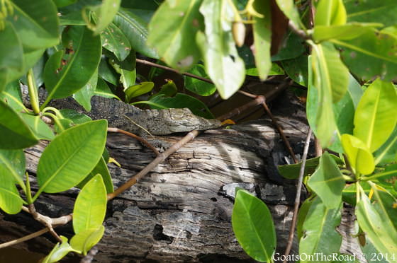 rio lagartos crocodile