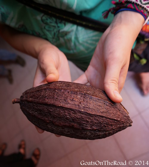 cacao pod