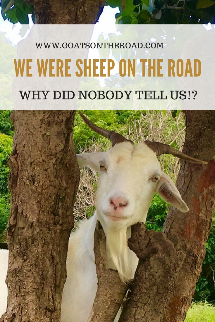 Why Did Nobody Tell Us We Were SHEEP On The Road-