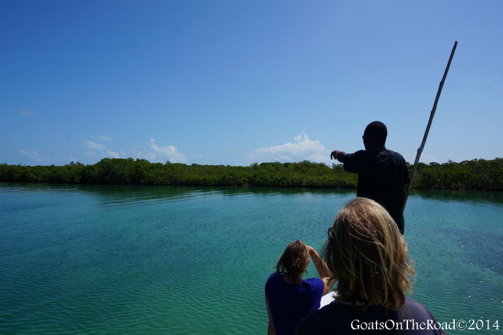 Adventures in Belize – Trying to find the Elusive Manatee Adventures in Belize – Trying to find the Elusive Manatee
